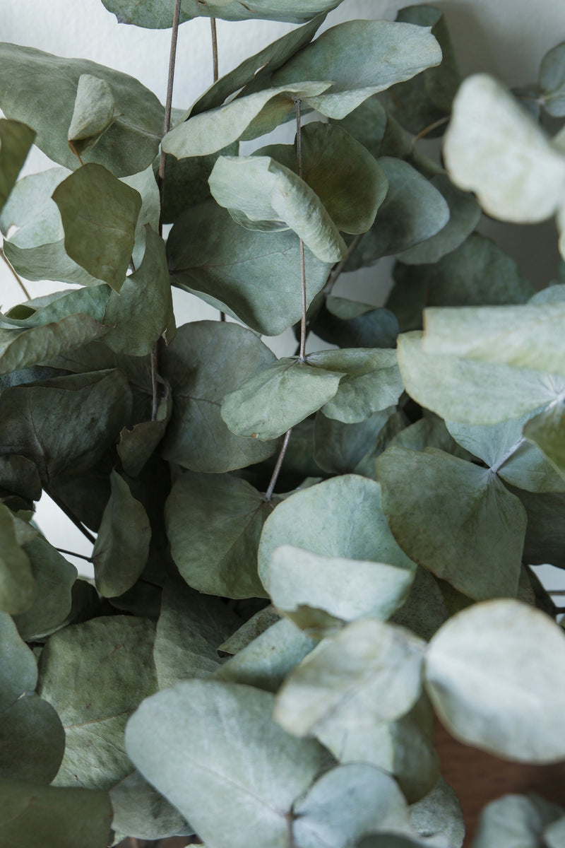 EUCALYPTUS OIL